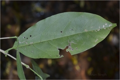 Diplospora singularis